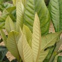 Eriobotrya japonica jeune feuille